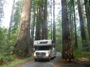 Avenue of the Giants Humboldt State Park Kalifornien                                                  